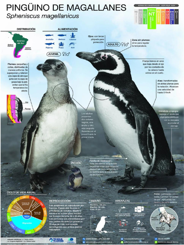 Pinguinos de Magallanes | PDF