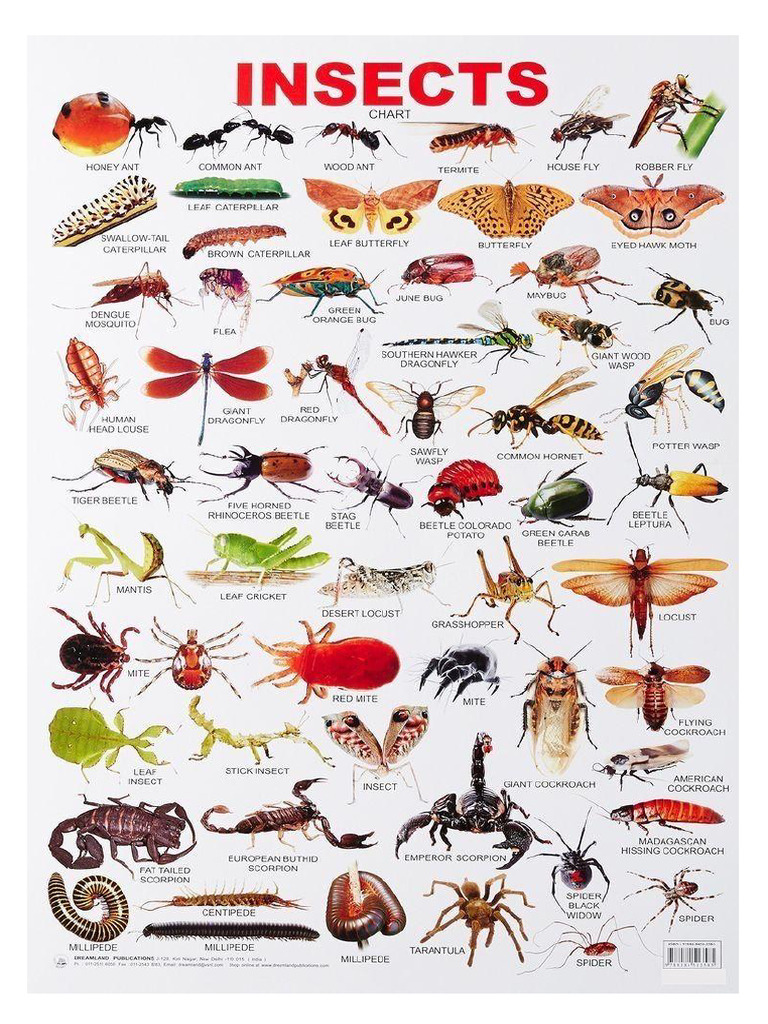 Insects 1 | PDF