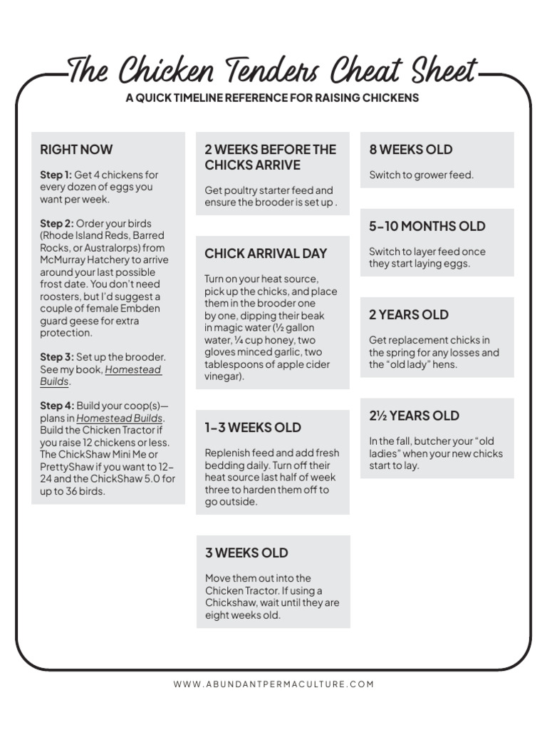 Chicken Raising Timeline Guide | PDF | Chicken | Poultry Farming