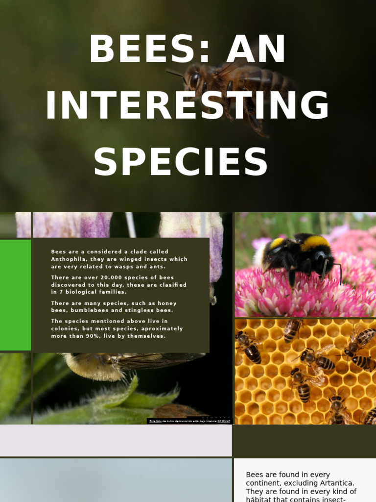 Bees Pdf