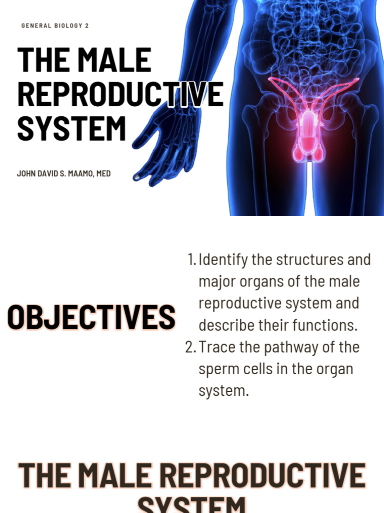 Male Reproductive System Overview | PDF | Testicle | Semen