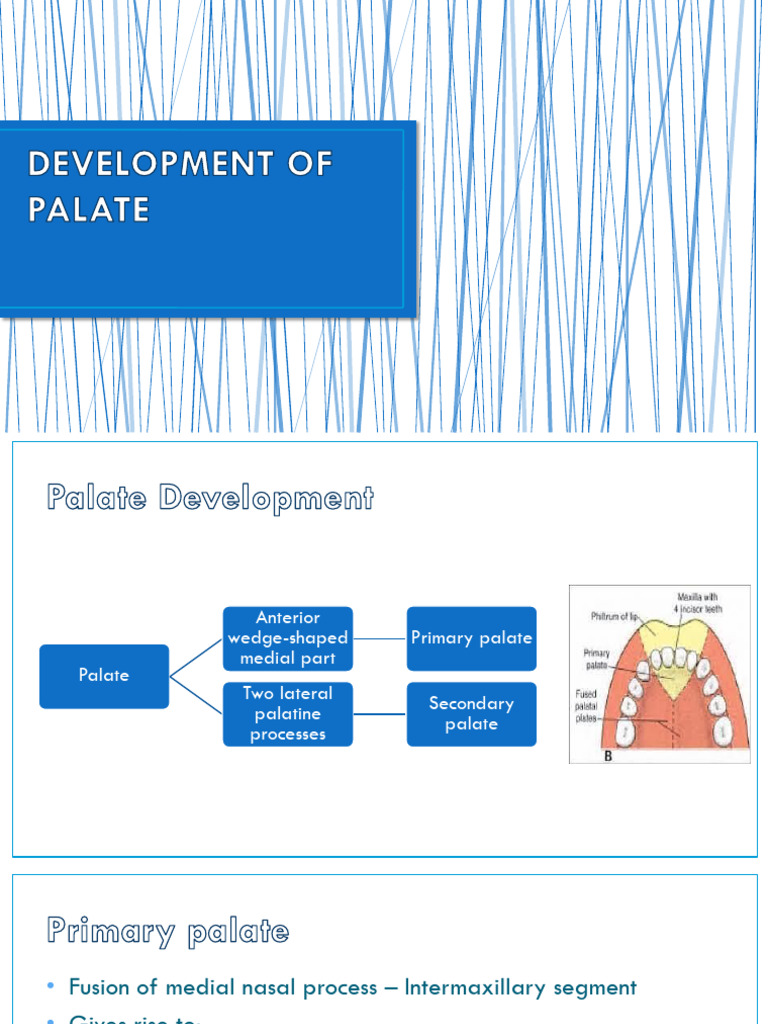 Palate and Tongue Development Overview | PDF | Tongue | Human Head And Neck
