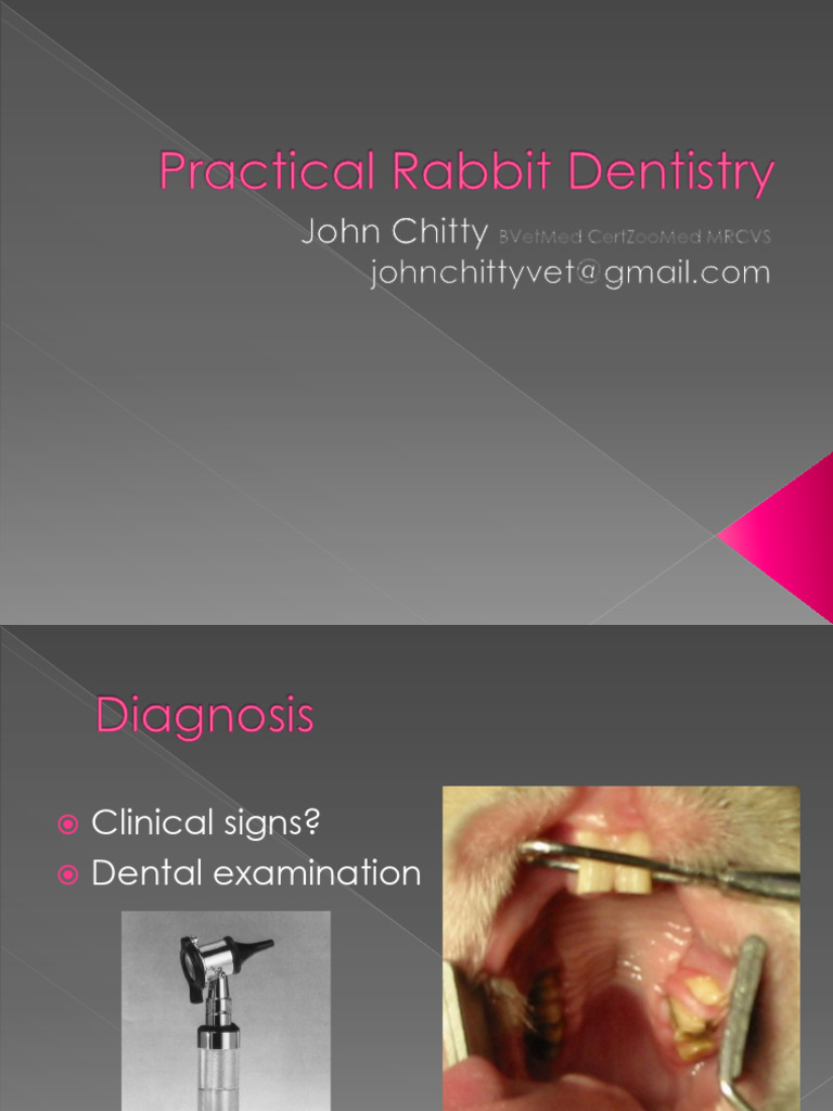 Essential Guide to Rabbit Dentistry | PDF | Tooth | Dentistry