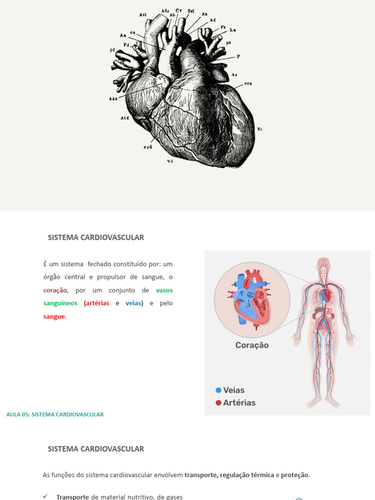Anatomia do Sistema Cardiovascular | PDF | Coração | Sistema circulatório