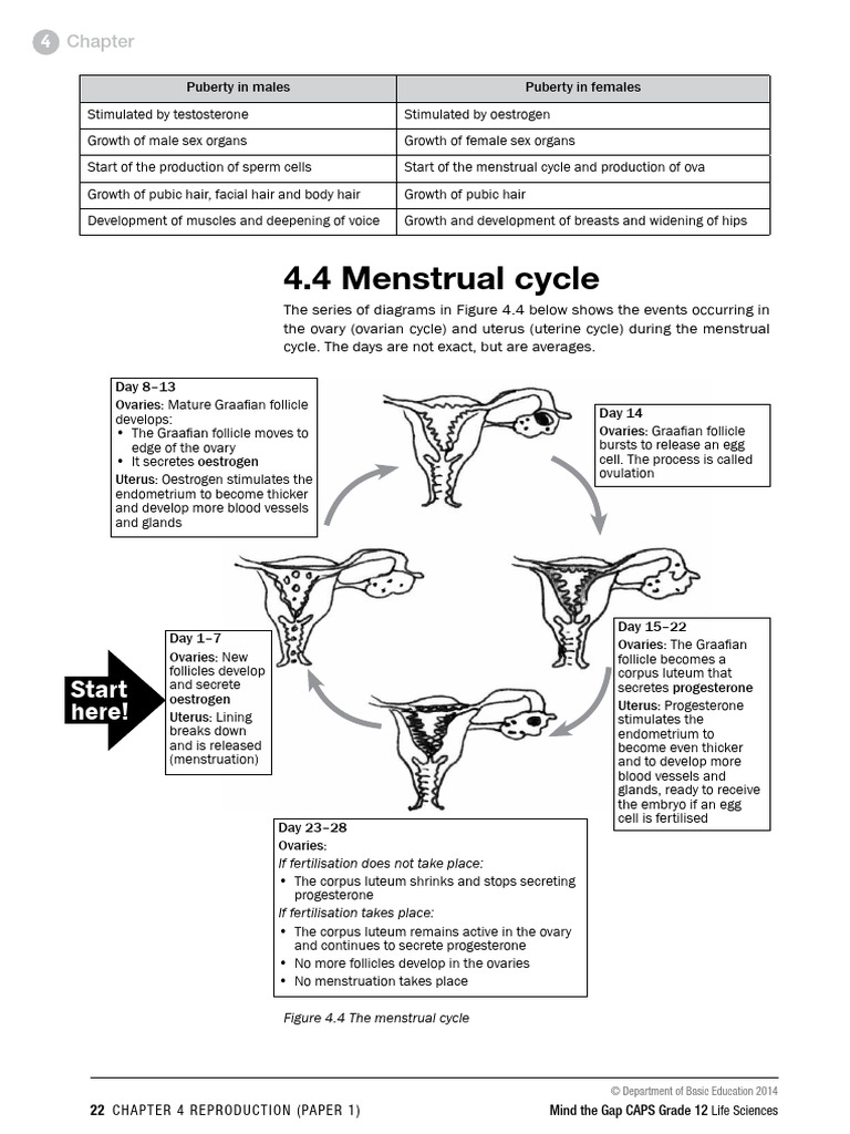 Menstrual Cycle and Reproductive Development | PDF | Menstrual Cycle ...