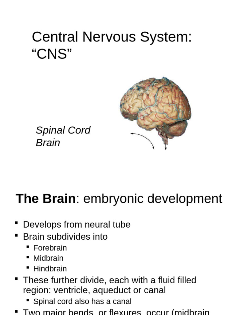 Brain Structure and Function Overview | PDF | Central Nervous System ...