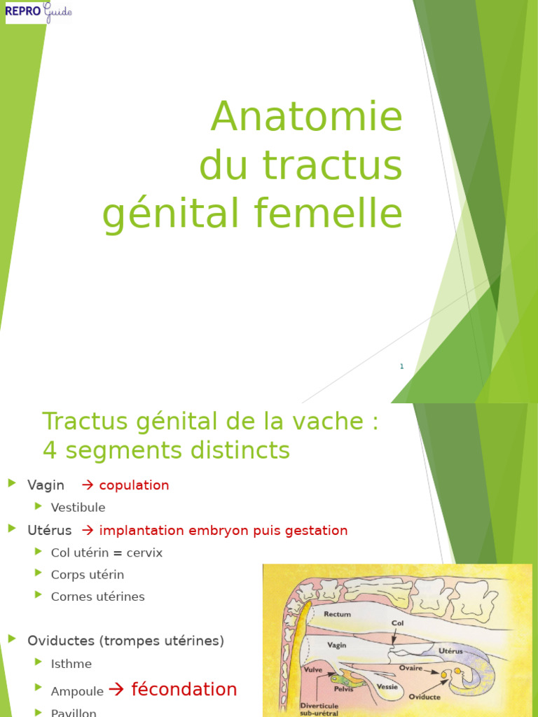 Anatomie du tractus génital de la vache | PDF | Utérus | Ovaire