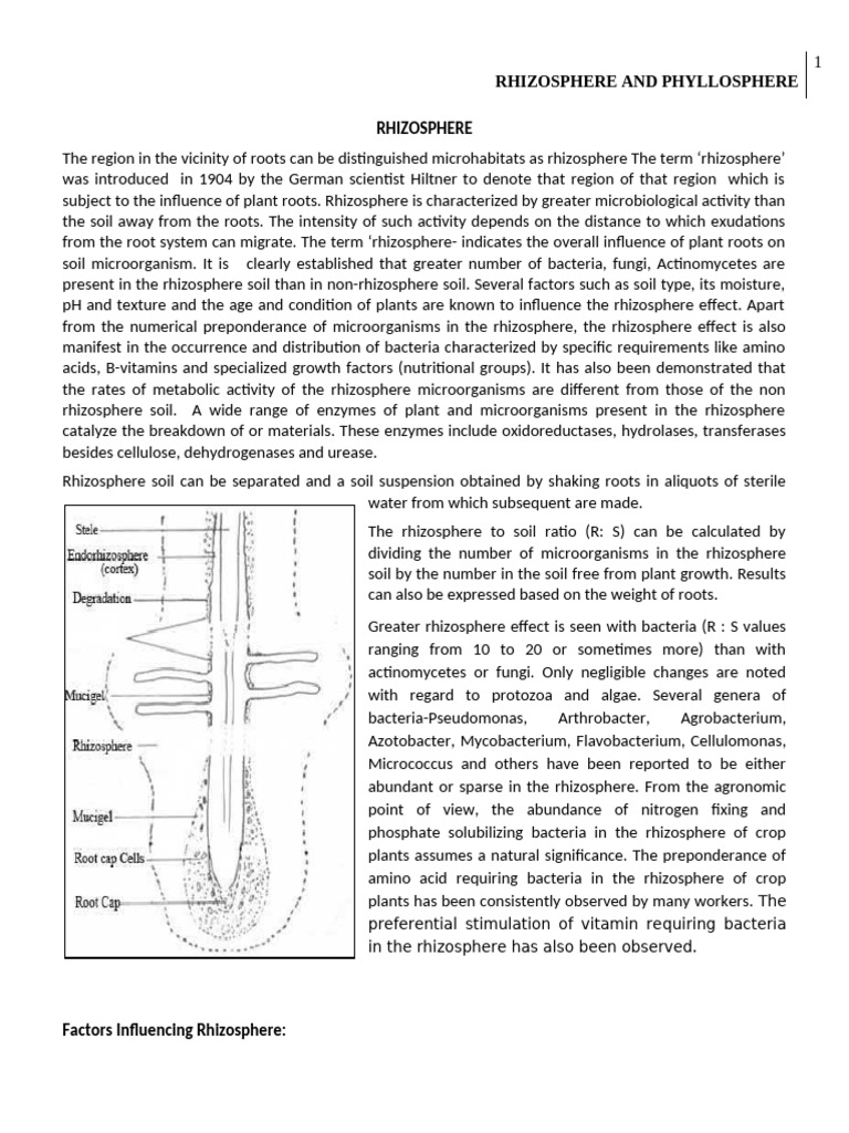 Understanding the Rhizosphere Dynamics | PDF | Soil | Root