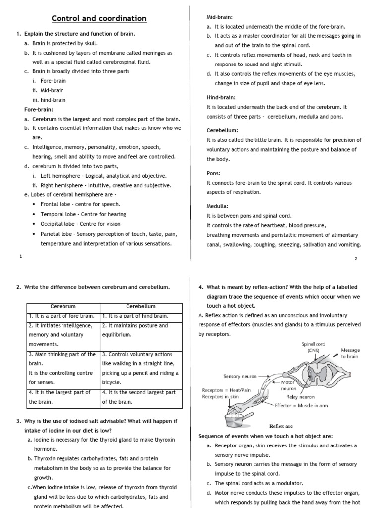 Control & Coordination CW Notes July 2020 | PDF | Hormone | Neuron