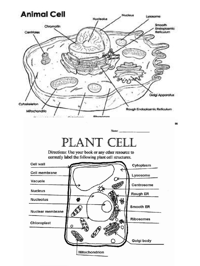 Cell Labels | PDF