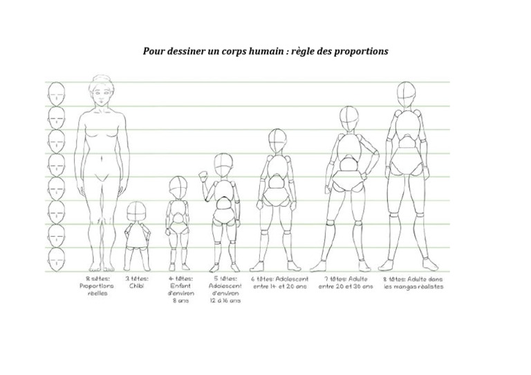 Proportions Corps Humain | PDF