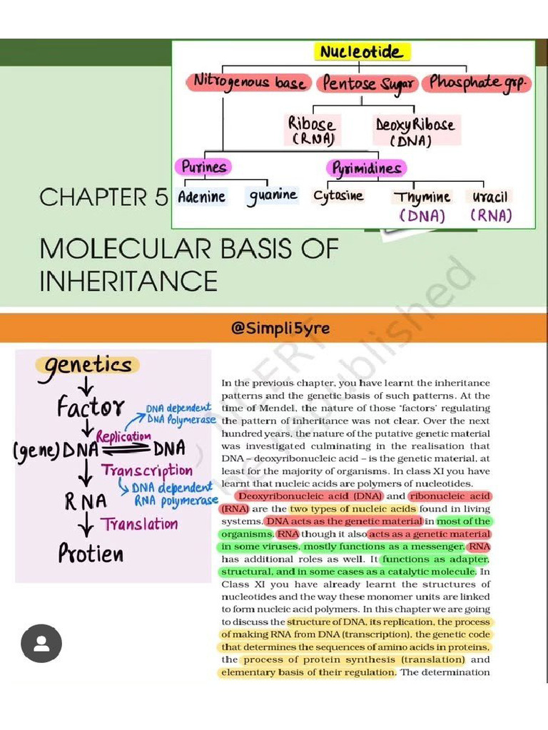 Molecular Basis of Inheritance | PDF