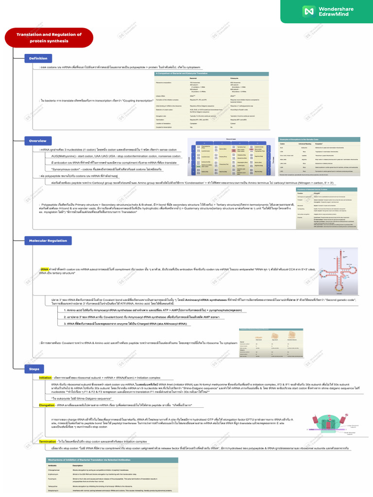 Translation and Regulation of Protein Synthesis | PDF