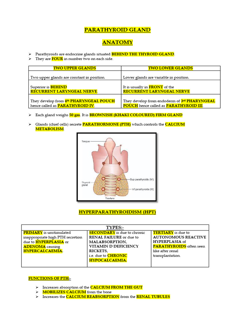 Parathyroid and Adrenal | PDF | Adrenal Gland | Glucocorticoid