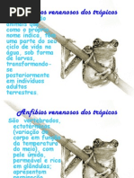 Anfíbios venenosos dos trópicos