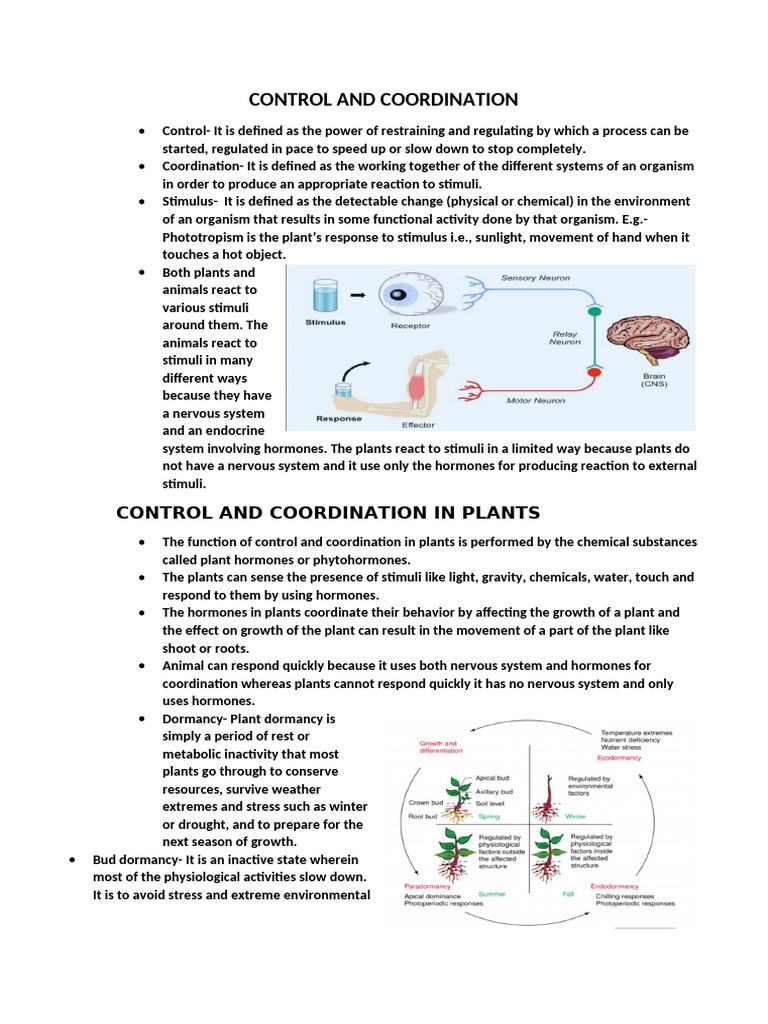 Control and Coordination in Plants | PDF | Nervous System | Neuron