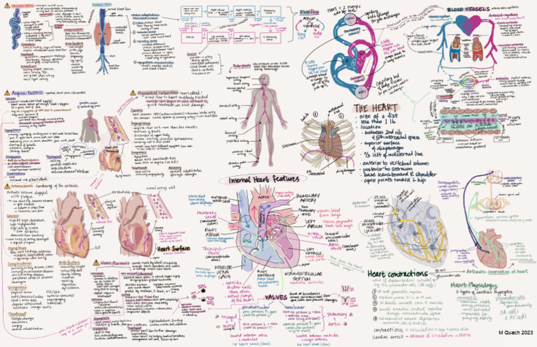 Quach M - Heart Concept Map | PDF