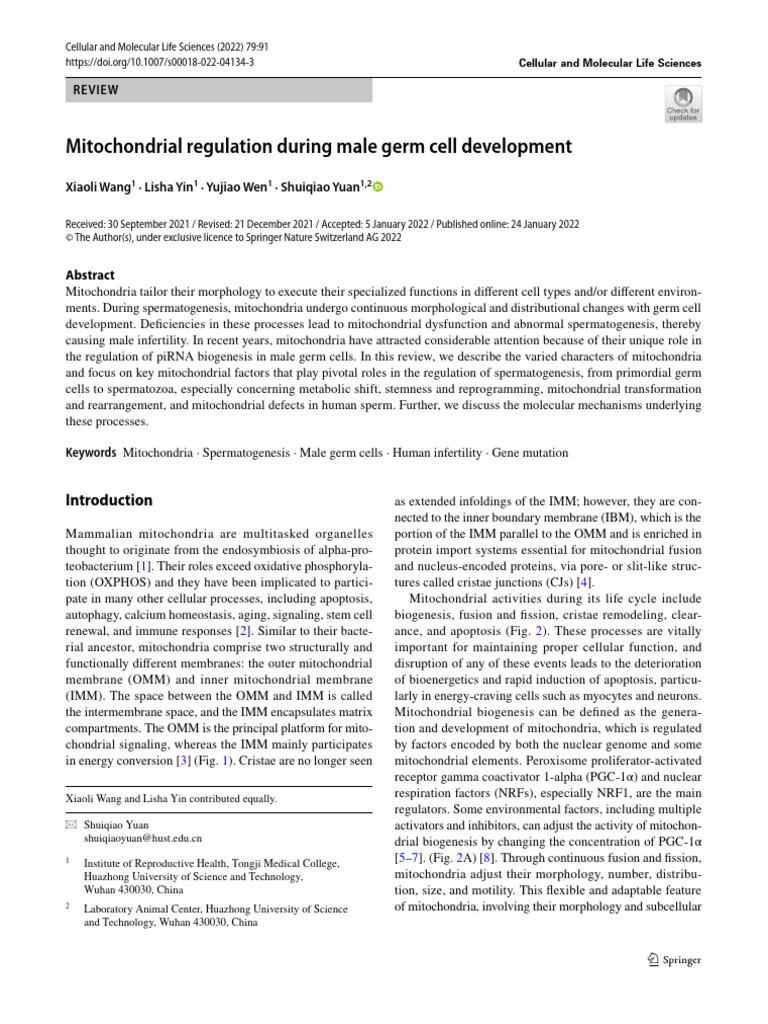Mitochondrial Regulation During Male Germ Cell Development | PDF ...