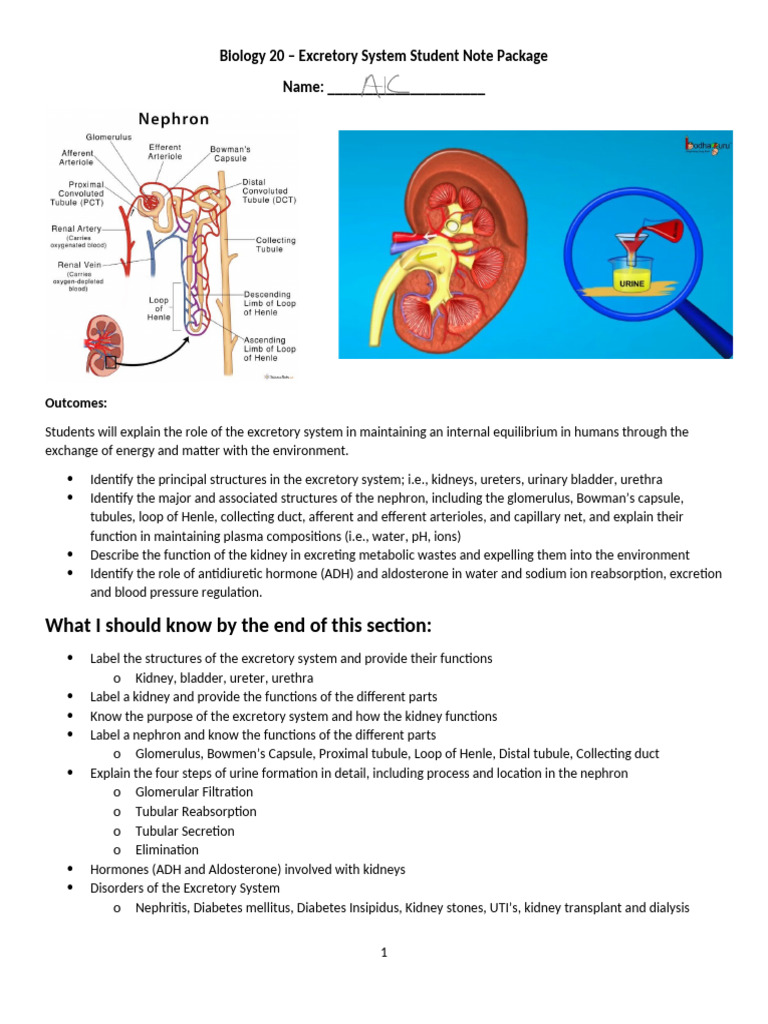 Answer Key Excretory and Muscular Student Note Booklet 2022 2 | PDF ...