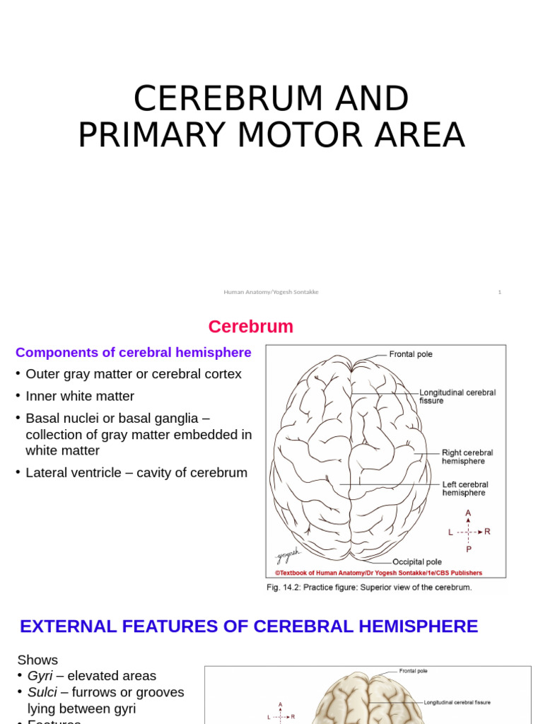 Cerebrum and Primary Motor Area | PDF | Cerebrum | Cerebral Cortex