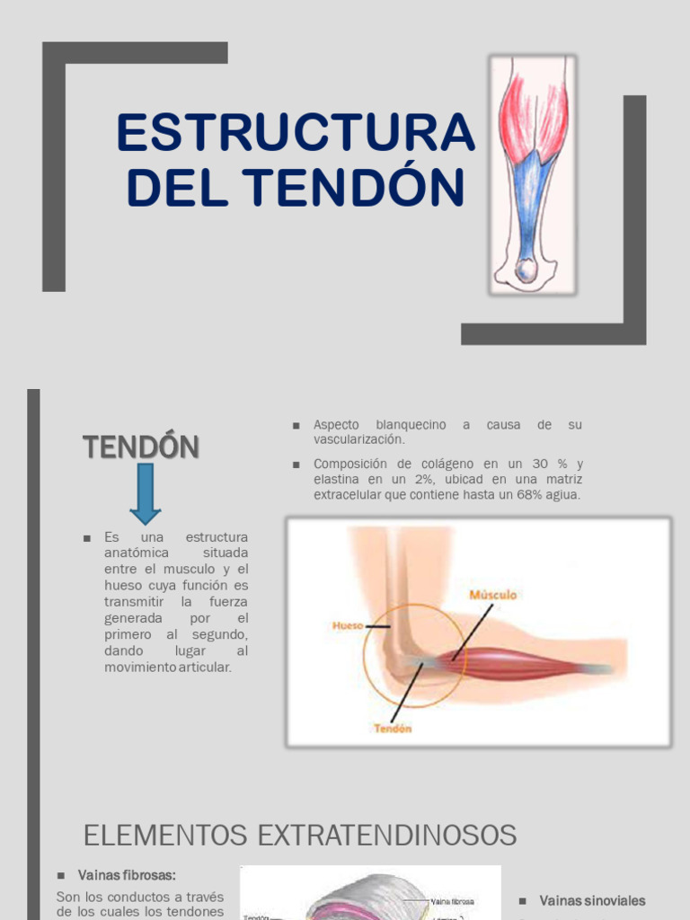 Estructura y Composición del Tendón | PDF | Tendón | Anatomía