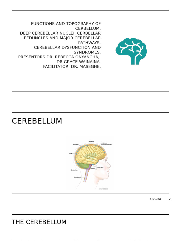 Funtions and Topography of The Cerebellum | PDF | Cerebellum | Human ...