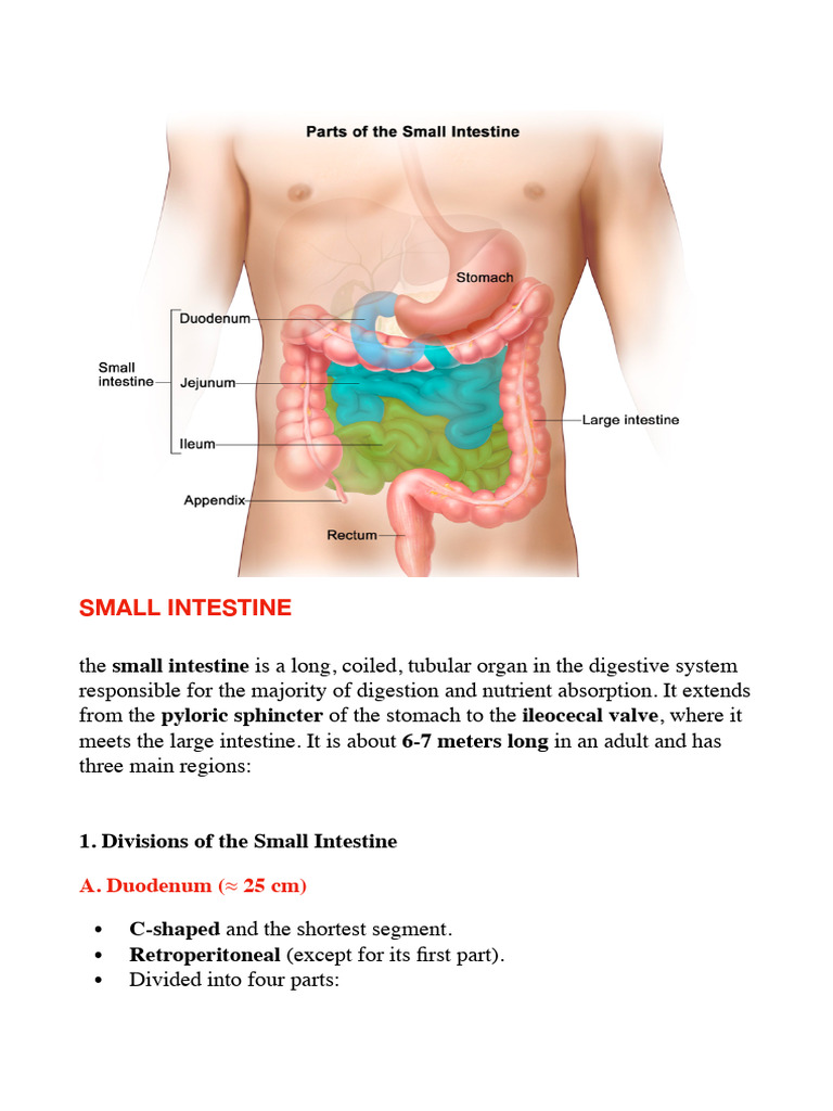Anatomy and Functions of Intestines | PDF | Small Intestine ...