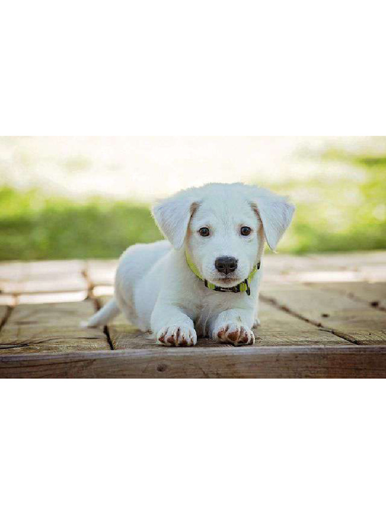 Dog | PDF