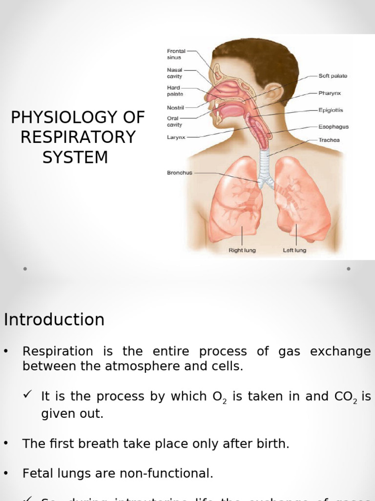 Respiratory Physiology | PDF | Respiratory Tract | Human Nose