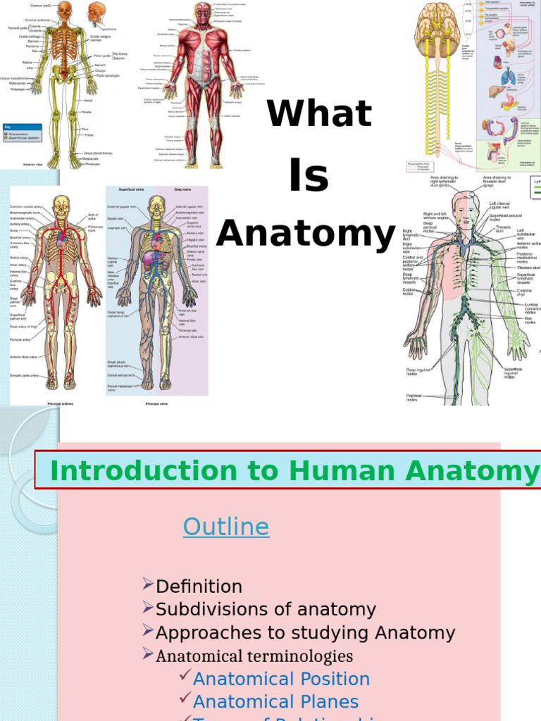 Anatomy: Subdivisions and Definitions | PDF | Anatomical Terms Of ...