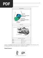 Calcaneus 