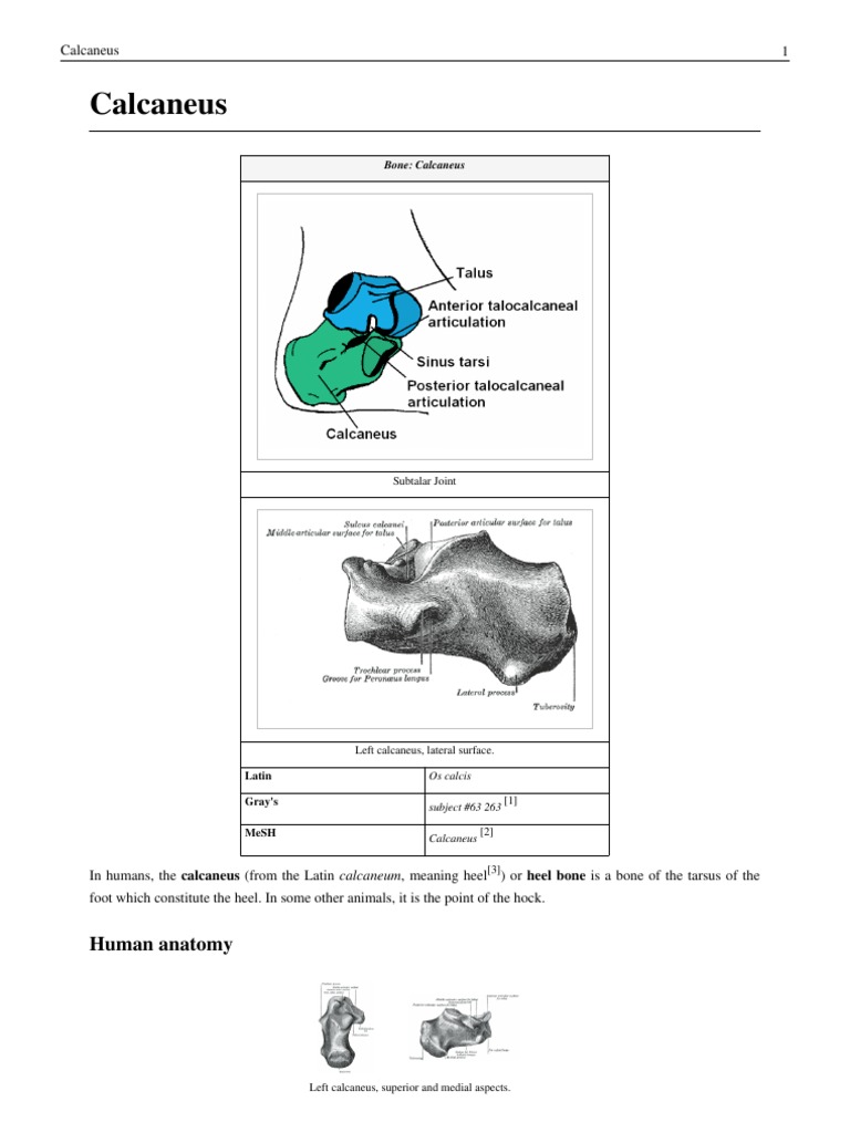 Calcaneus | PDF | Limbs (Anatomy) | Lower Limb Anatomy