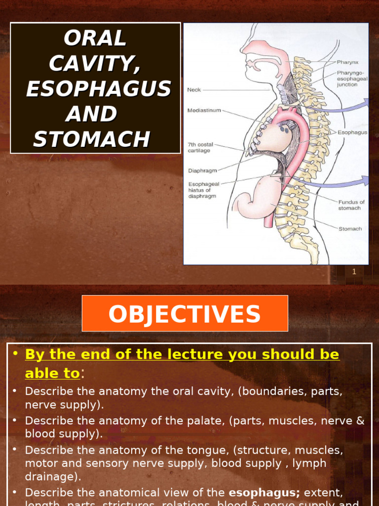 Anatomy of the Esophagus and Stomach | PDF | Tongue | Stomach