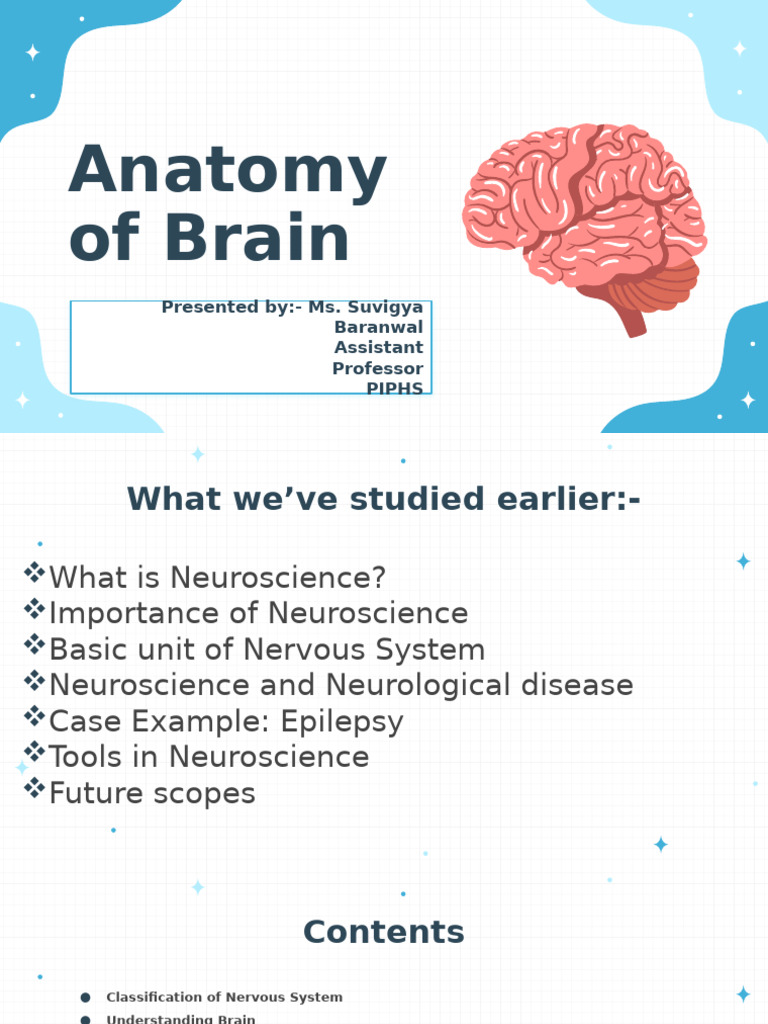 Anatomy of The Brain | PDF | Brain | Cerebrum