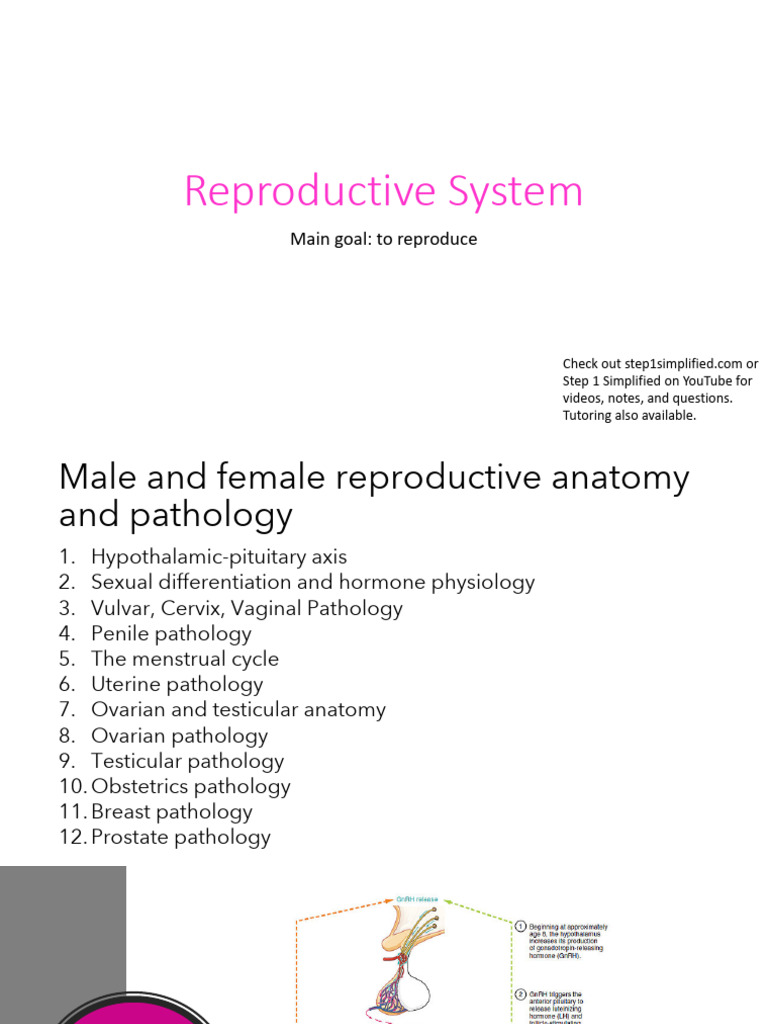 Repronotespdf 191103 120538 | PDF | Menstrual Cycle | Luteinizing Hormone