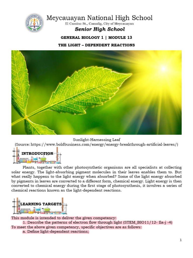 Specialized Gen - Bio1 Module-13 Bautista | PDF | Photosynthesis ...
