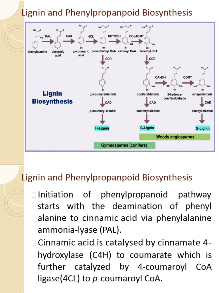 Lignin and Phenylpropanoid Pathways | PDF | Lignin | Biosynthesis