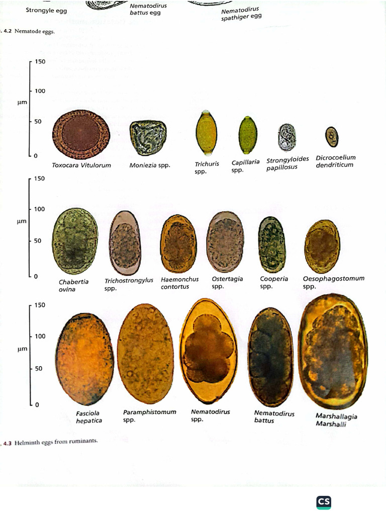 Helminthic Eggs | PDF