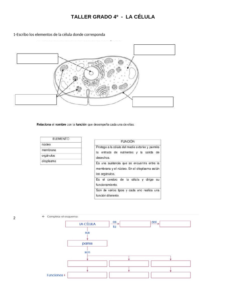 Taller sobre la Célula para 4º Grado | PDF