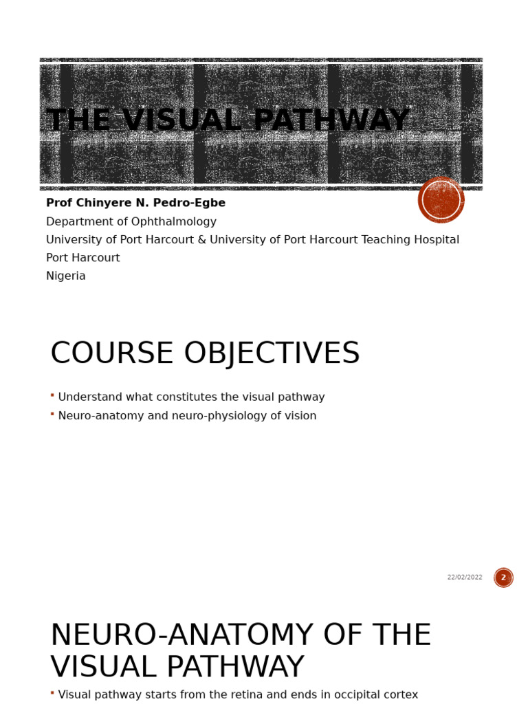 Bipolar Cells in the Visual Pathway | PDF | Visual System | Retina
