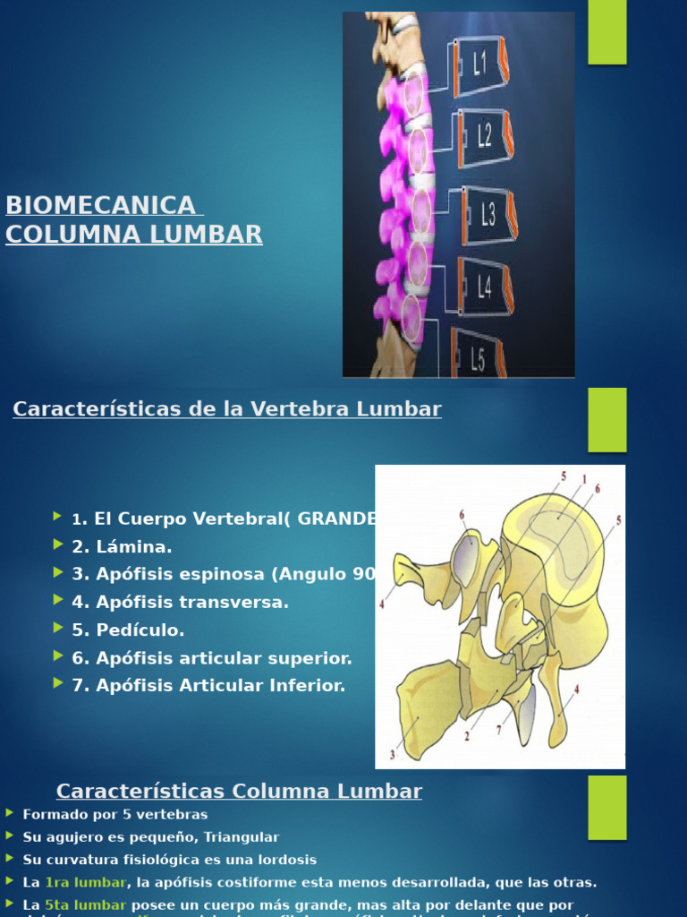 Biomecánica de la Columna Lumbar | PDF | Vértebra | La columna vertebral