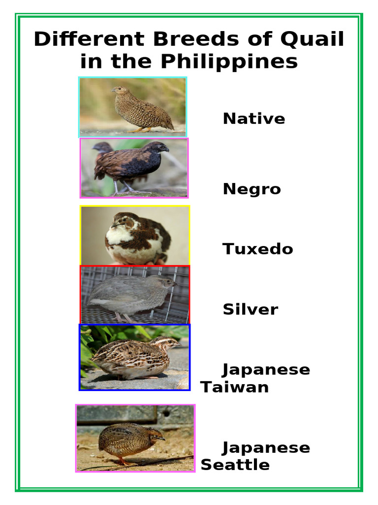 Quail Breeds in the Philippines | PDF