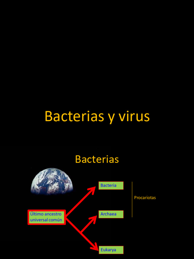 Bacterias y Virus: Clasificación y Funciones | PDF | Virus | Las bacterias