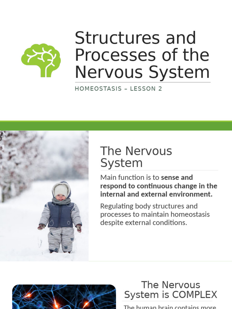 2) Structures and Processes of The Nervous System | PDF | Nervous ...