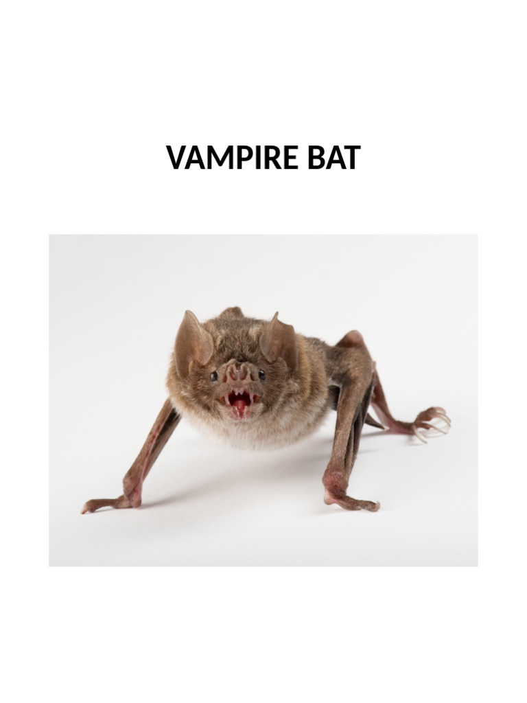 Vampire Bat Report | PDF