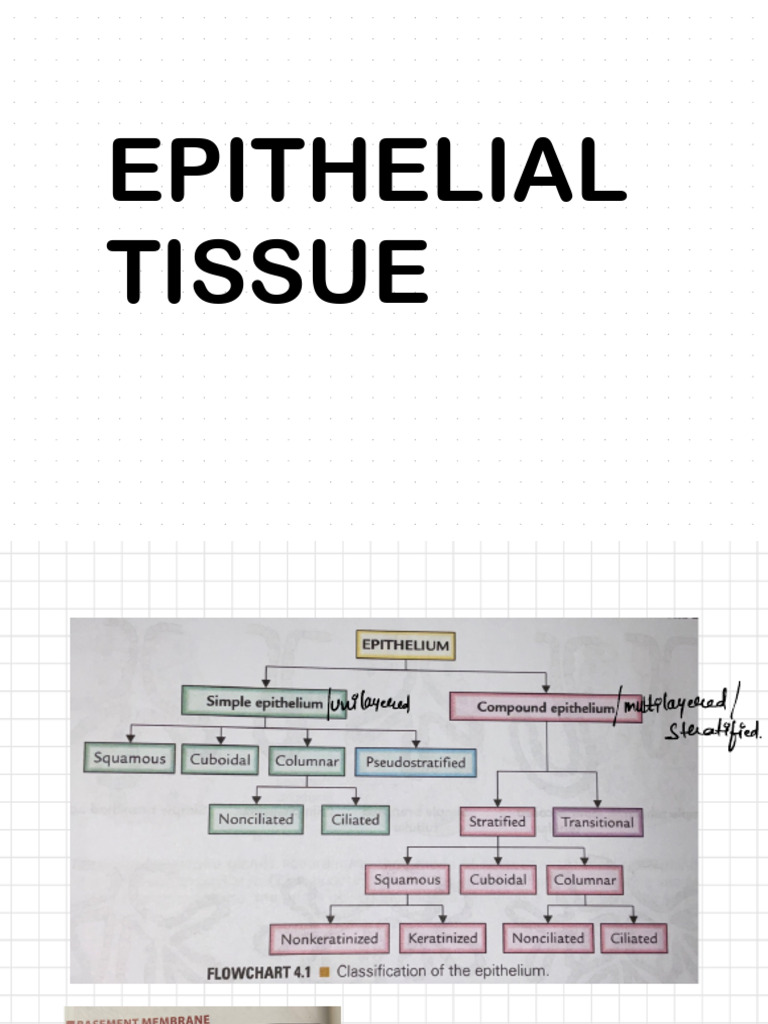 Types of Epithelial and Connective Tissues | PDF | Epithelium | Bone