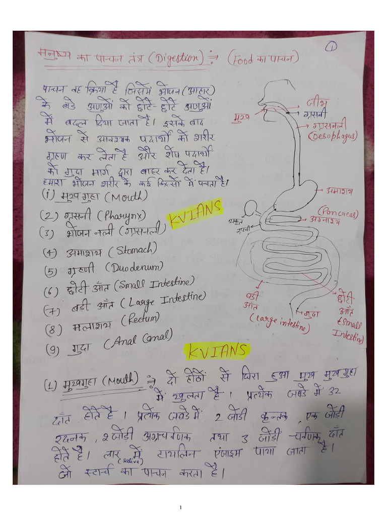 Digestive System Kvs PRT | PDF