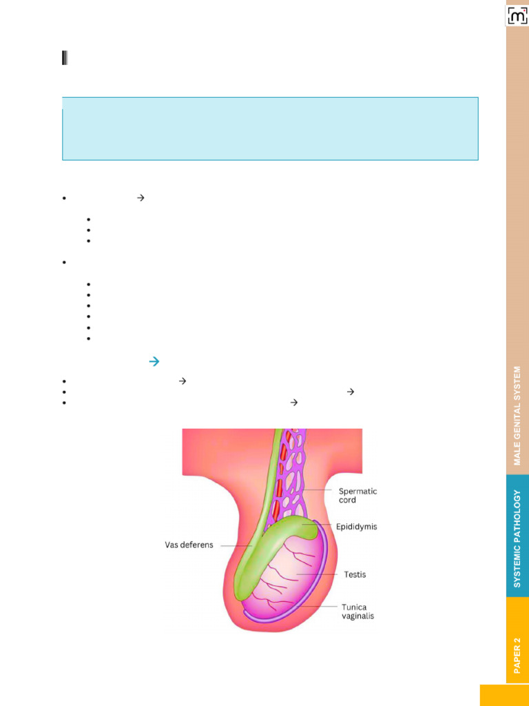 Cryptorchidism and Testicular Tumors Guide | PDF | Ovarian Cancer ...