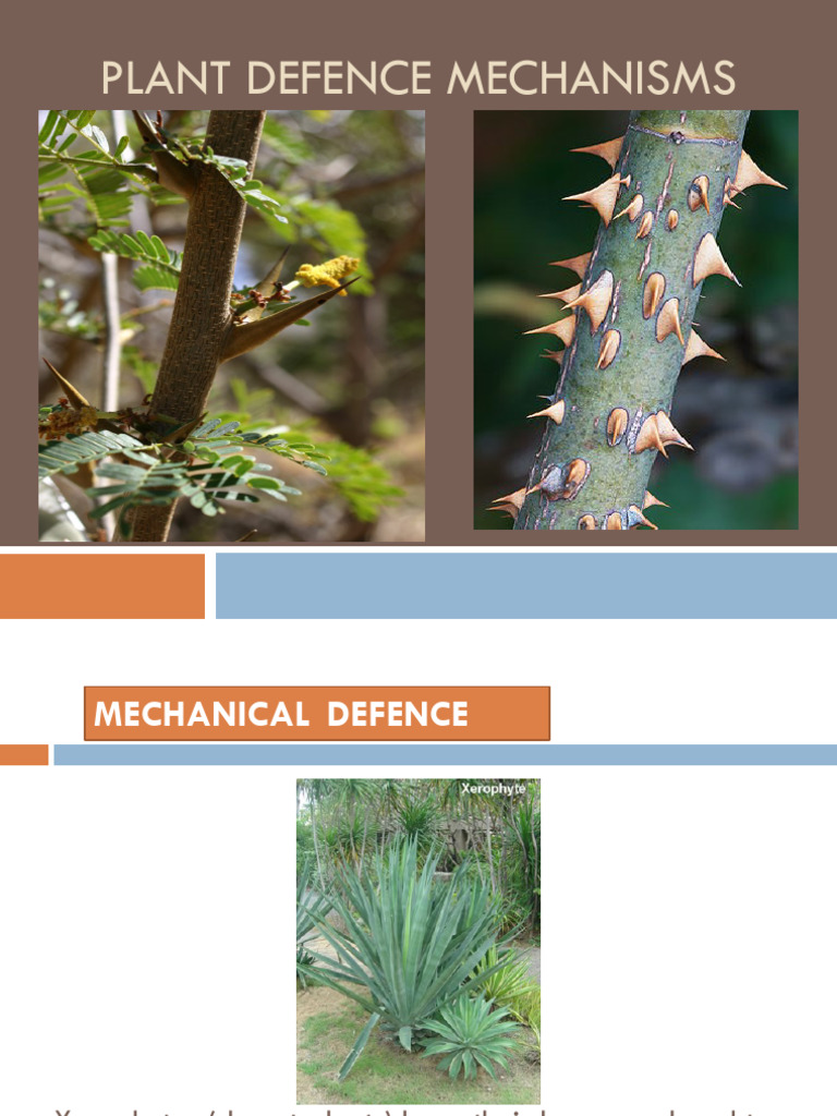 Plant Defense Mechanisms Explained | PDF