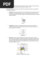 Download Las Articulaciones on Estructuras Que Unen Los Huesos Entre Si by Griselda Koh SN88952177 doc pdf